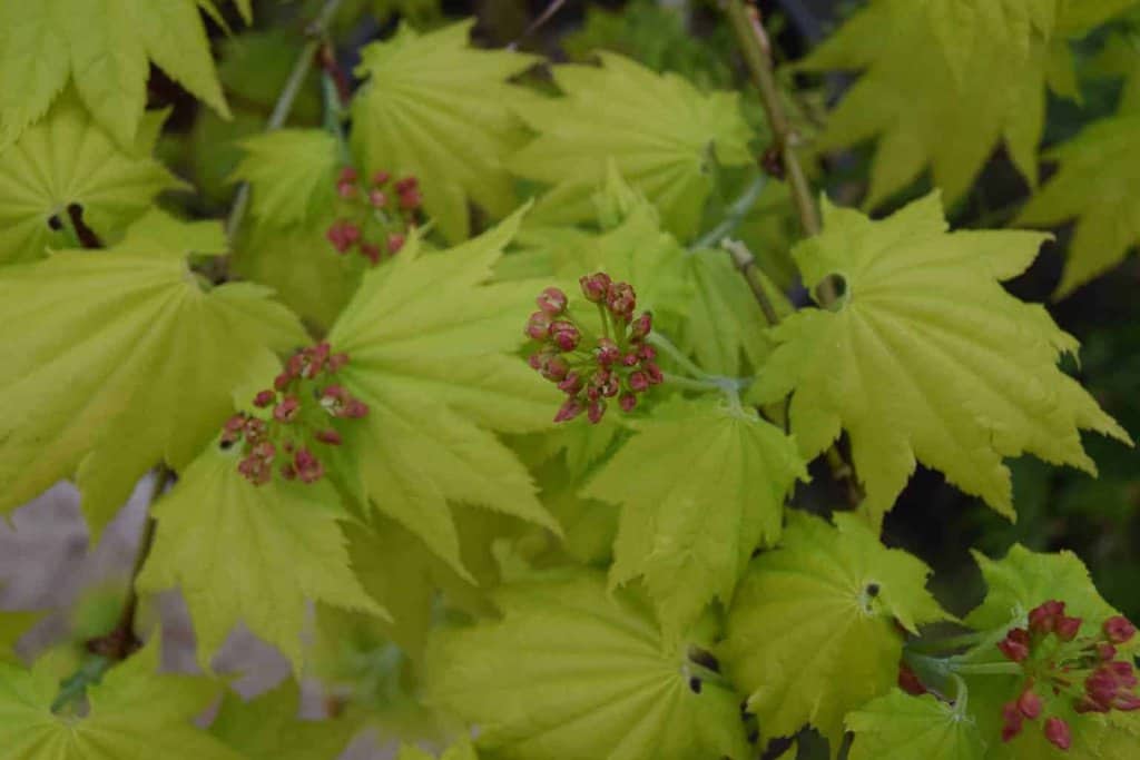 Acer palmatum 'Aureum' 175-200 cm
